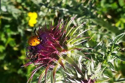 <i>Coccinella septempunctata</i>