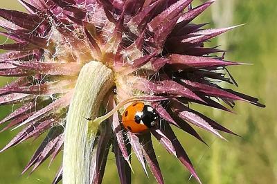 <i>Coccinella septempunctata</i>