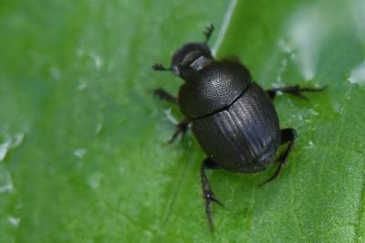 <i>Onthophagus joannae</i>
