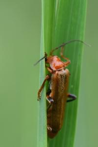 <i>Cantharis livida</i>