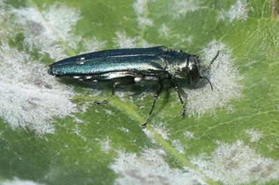 <i>Agrilus biguttatus</i>