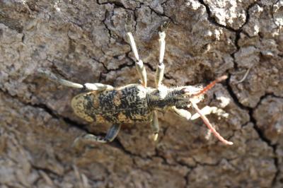 <i>Rhagium sycophanta</i>