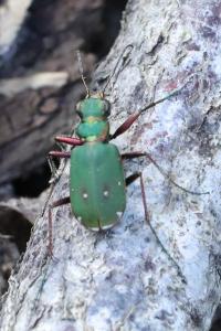 <i>Cicindela campestris</i>
