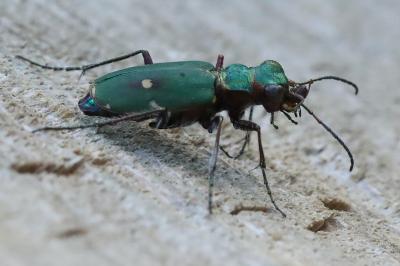 <i>Cicindela campestris</i>