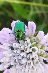 <i>Cryptocephalus</i>