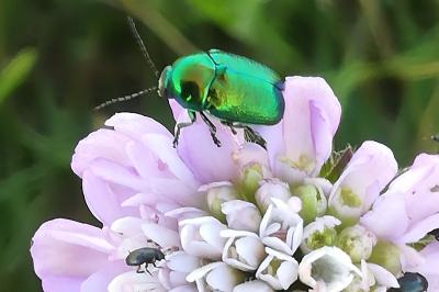 <i>Cryptocephalus</i>