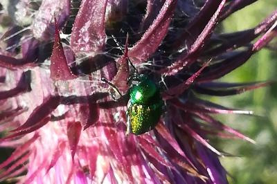 <i>Cryptocephalus</i>