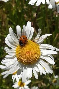 <i>Coccinella septempunctata</i>