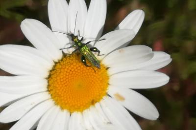 <i>Oedemera nobilis</i>