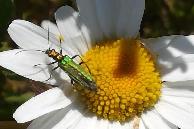 <i>Oedemera nobilis</i>