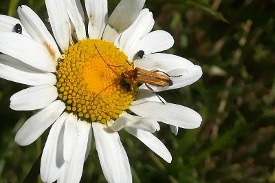 <i>Oedemera podagrariae</i>