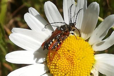 <i>Stenopterus rufus</i>