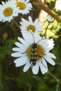 <i>Rutpela maculata</i>