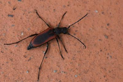 <i>Anastrangalia dubia</i>