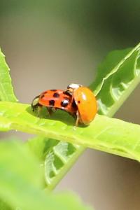 <i>Harmonia axyridis</i>