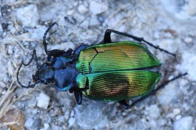 <i>Calosoma sycophanta</i>