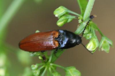 <i>Ampedus</i>