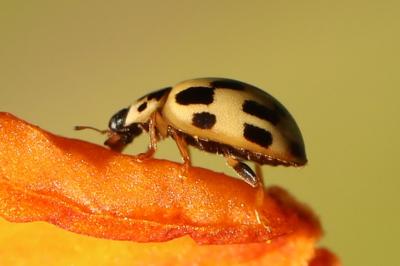 Coccinelle à damier