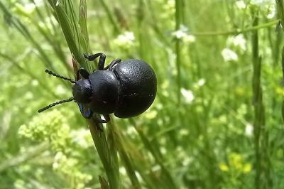 <i>Timarcha goettingensis</i>