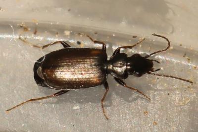 <i>Syntomus obscuroguttatus</i>