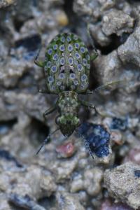 <i>Elaphrus riparius</i>
