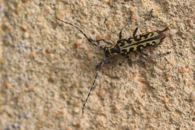 <i>Saperda scalaris</i>