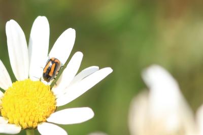 <i>Cryptocephalus vittatus</i>