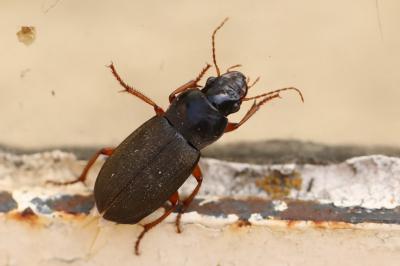 <i>Pseudoophonus rufipes</i>