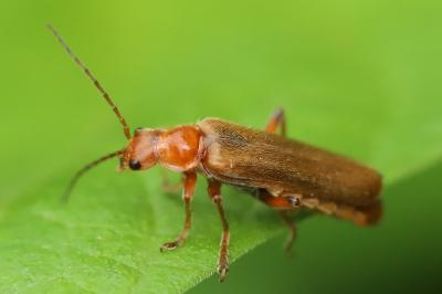 <i>Cantharis cryptica</i>