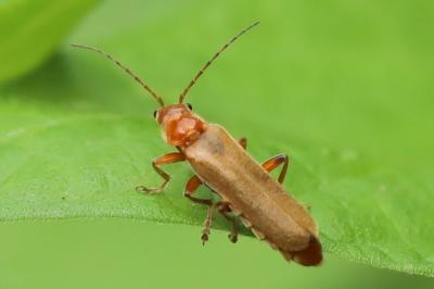 <i>Cantharis cryptica</i>