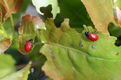 <i>Chrysomela populi</i>