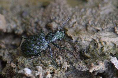 <i>Elaphrus riparius</i>