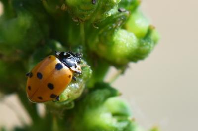 <i>Hippodamia variegata</i>