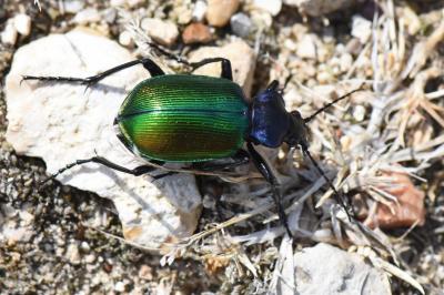 <i>Calosoma sycophanta</i>