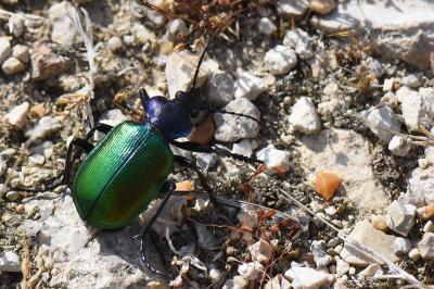 <i>Calosoma sycophanta</i>