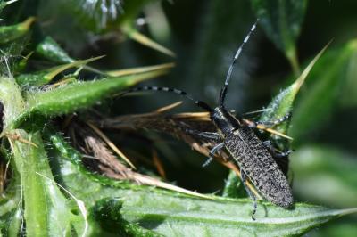 <i>Agapanthia dahli</i>