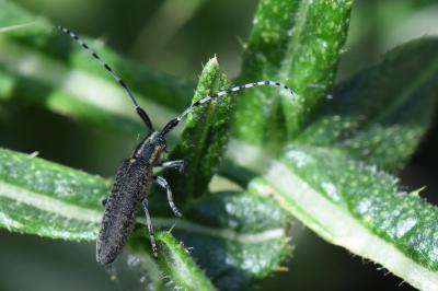 <i>Agapanthia dahli</i>