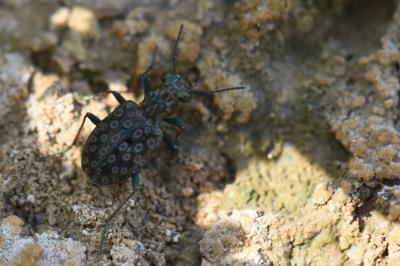 <i>Elaphrus riparius</i>