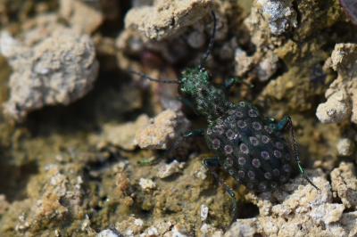 <i>Elaphrus riparius</i>