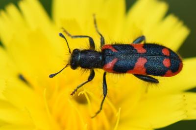<i>Trichodes alvearius</i>