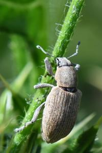 <i>Tanymecus palliatus</i>