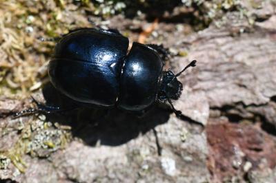 <i>Trypocopris pyrenaeus</i>