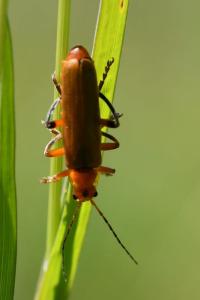 <i>Cantharis livida</i>
