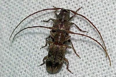 <i>Exocentrus adspersus</i>