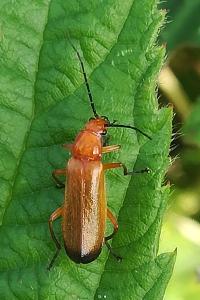<i>Rhagonycha fulva</i>
