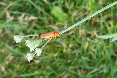<i>Rhagonycha fulva</i>
