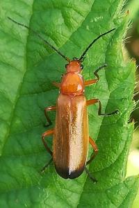 <i>Rhagonycha fulva</i>