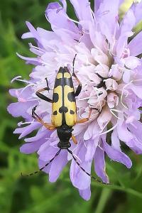 <i>Rutpela maculata</i>