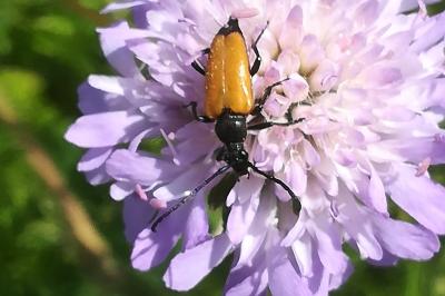 <i>Stictoleptura fulva</i>