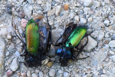 <i>Calosoma sycophanta</i>